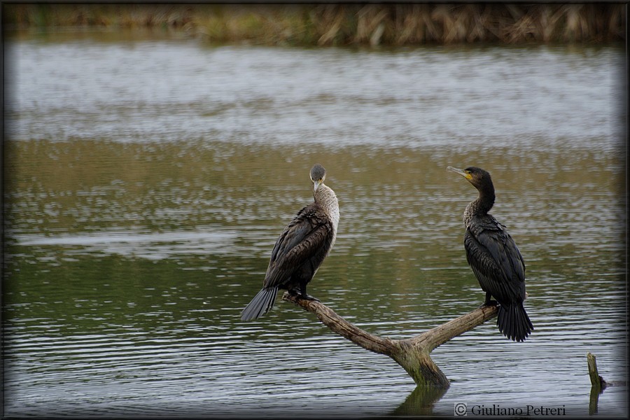 cormorano vs cormorano.